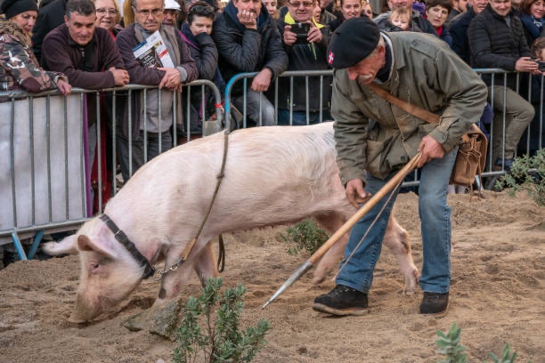 Cerdo buscando trufas